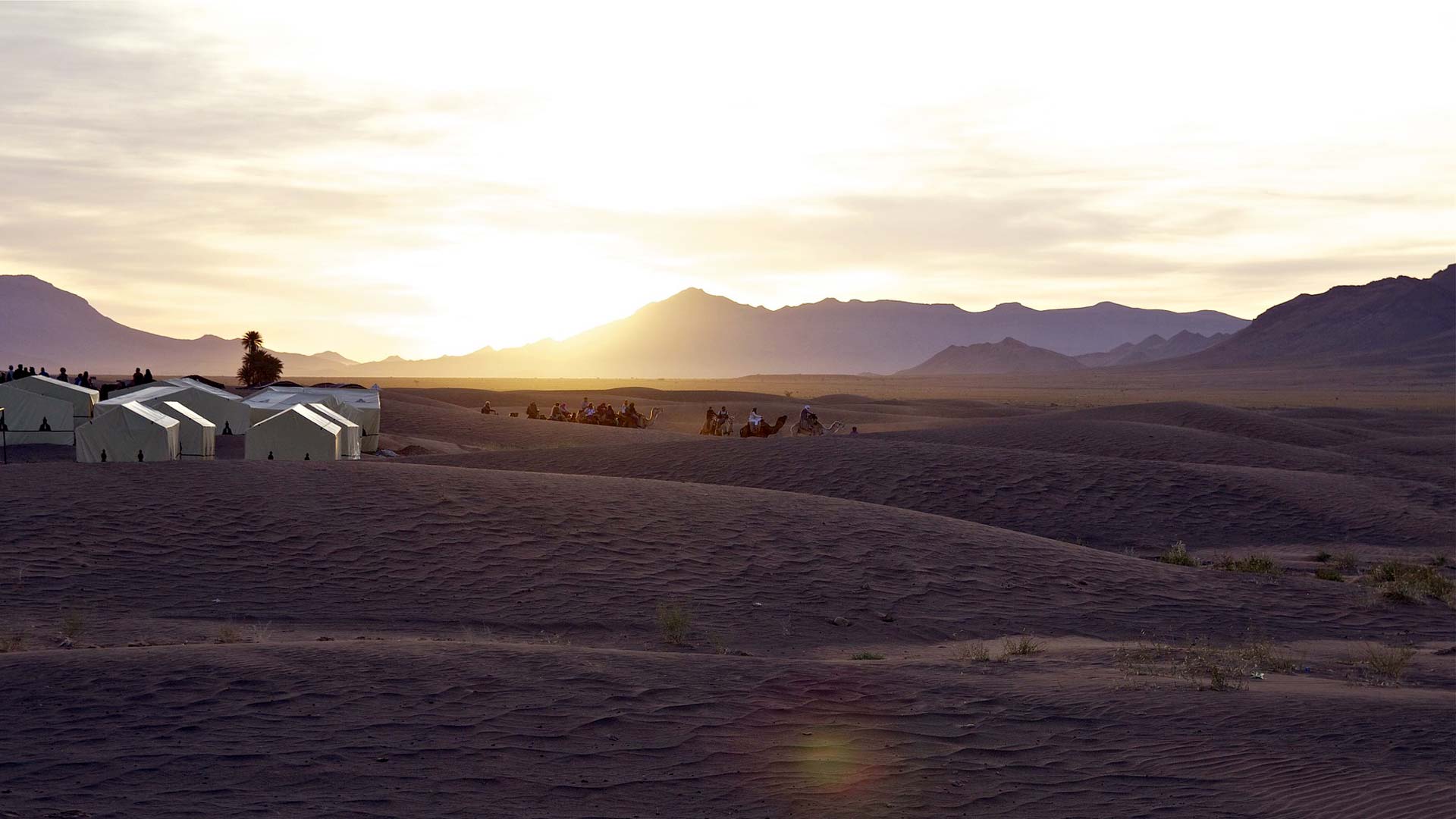 desierto-camellos-tiendas