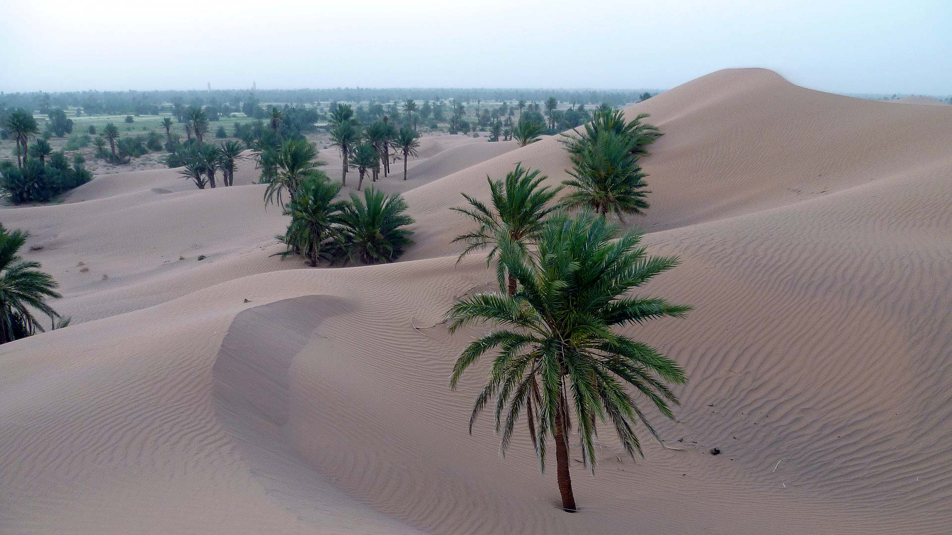 desert-palms