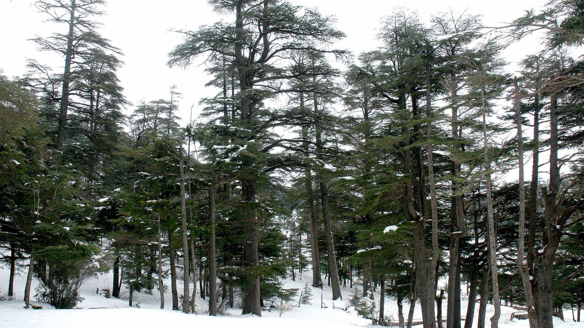 Cedar forest in the Atlas Mountains, Ifrane