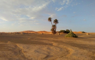 palmeras del desierto