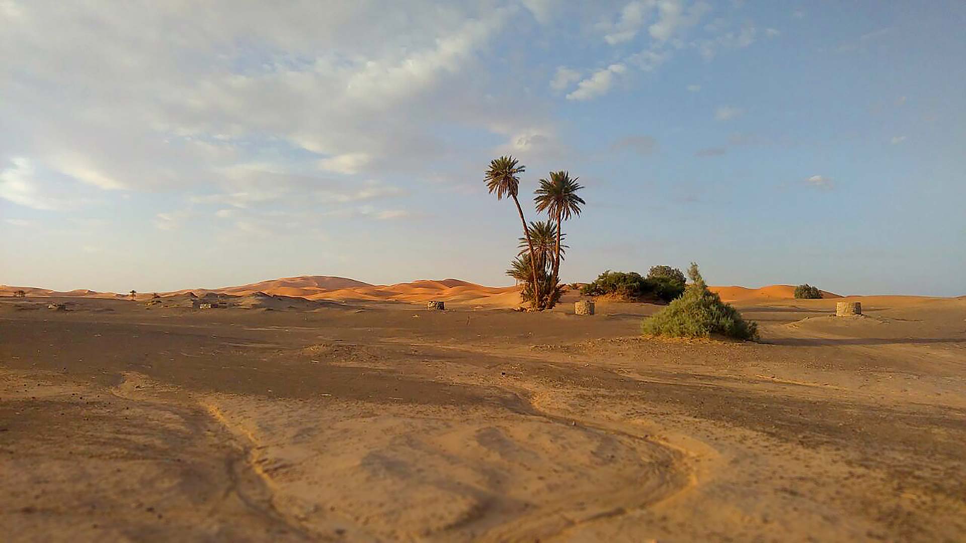 desert palm trees