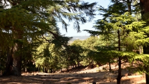 Bosque de cedros en Azrou, Marruecos.